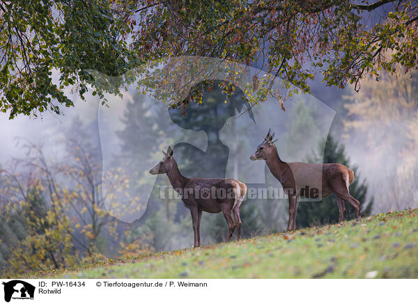 Rotwild / red deer / PW-16434