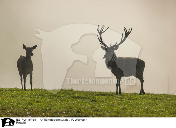 Rotwild / red deer / PW-16465