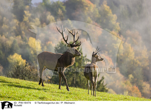 Rotwild / red deer / PW-16479