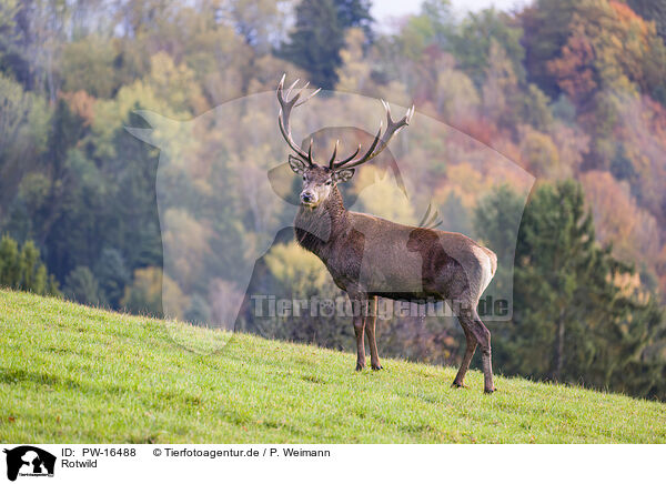 Rotwild / red deer / PW-16488