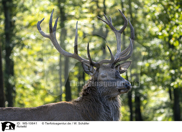 Rotwild / red deer / WS-10641