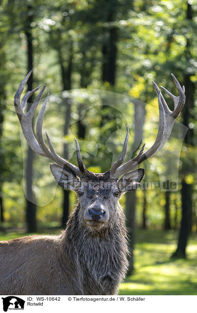 Rotwild / red deer / WS-10642