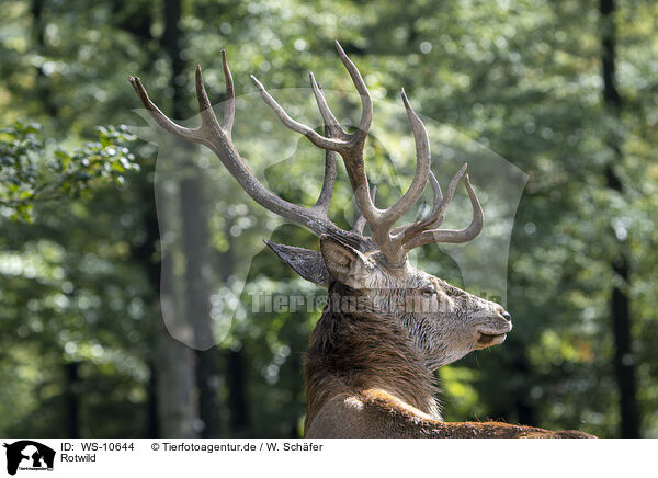 Rotwild / red deer / WS-10644