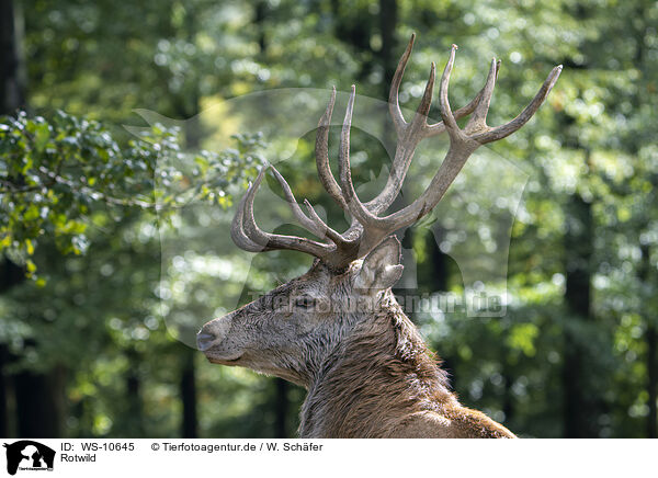 Rotwild / red deer / WS-10645