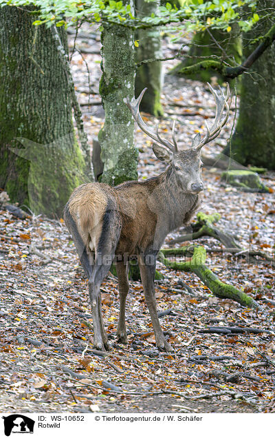 Rotwild / red deer / WS-10652