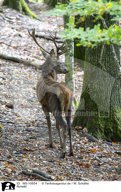 Rotwild / red deer / WS-10654