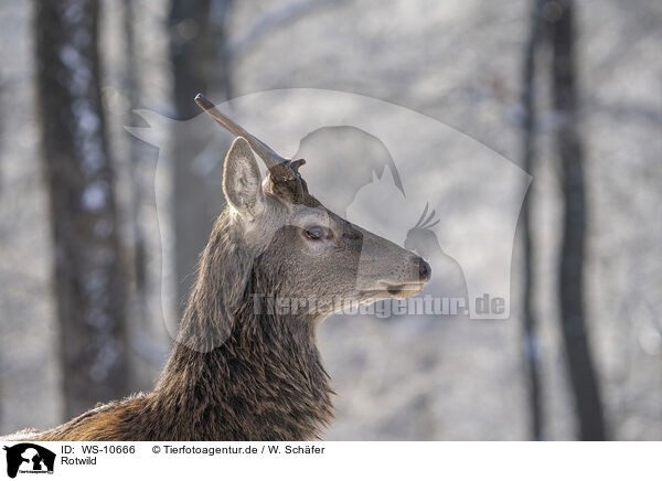Rotwild / red deer / WS-10666