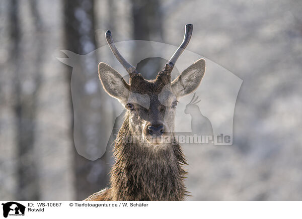 Rotwild / red deer / WS-10667