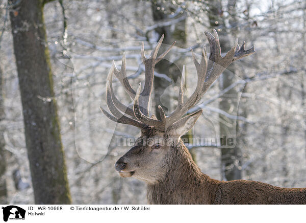 Rotwild / red deer / WS-10668