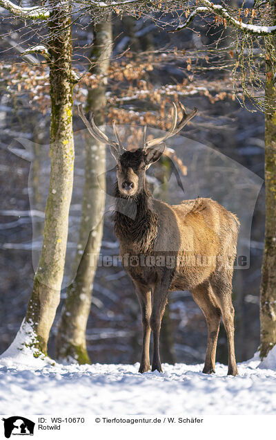 Rotwild / red deer / WS-10670