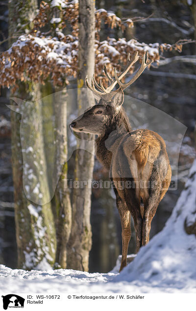 Rotwild / red deer / WS-10672