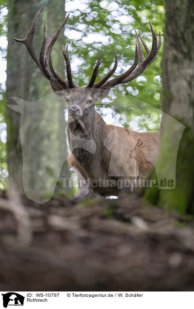 Rothirsch / Red Deer / WS-10797