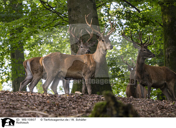 Rothirsch / Red Deer / WS-10807