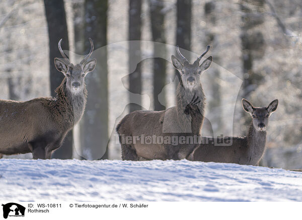 Rothirsch / Red Deer / WS-10811