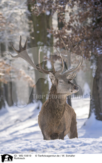 Rothirsch / Red Deer / WS-10819