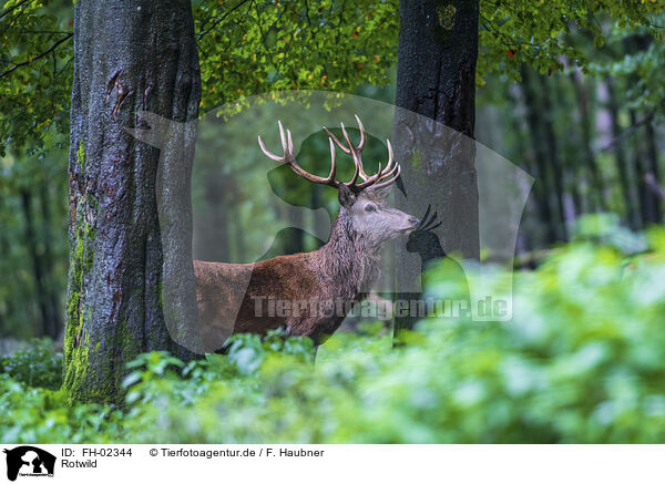 Rotwild / red deer / FH-02344