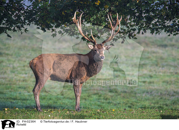 Rotwild / red deer / FH-02364