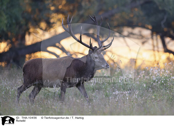 Rotwild / red deer / THA-10456