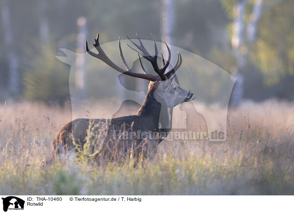 Rotwild / red deer / THA-10460