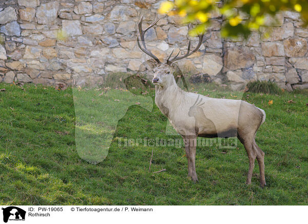 Rothirsch / red deer / PW-19065