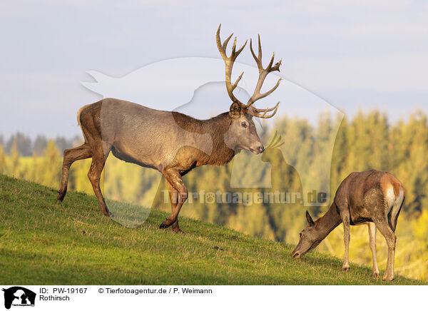 Rothirsch / red deer / PW-19167