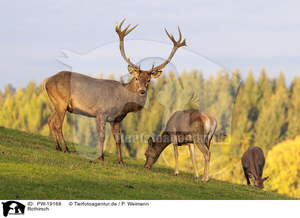 Rothirsch / red deer / PW-19168