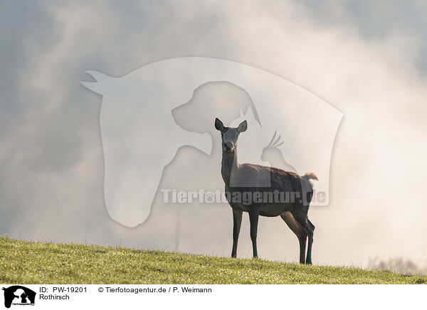 Rothirsch / red deer / PW-19201