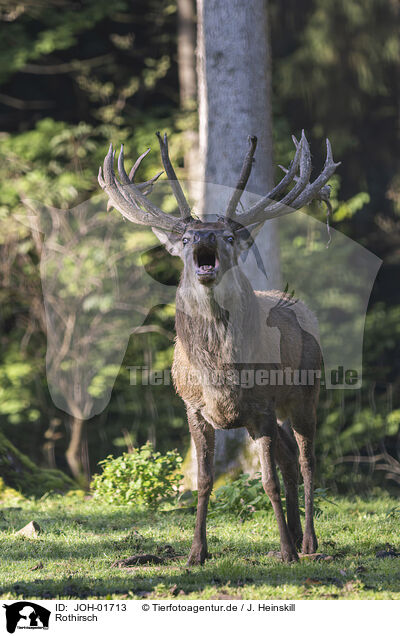 Rothirsch / red deer / JOH-01713