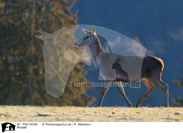 Rotwild / red deer / PW-19306