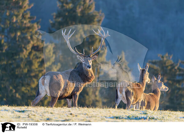 Rotwild / red deer / PW-19308