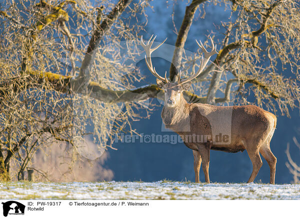 Rotwild / red deer / PW-19317