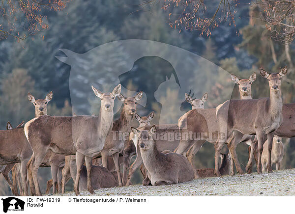 Rotwild / red deer / PW-19319