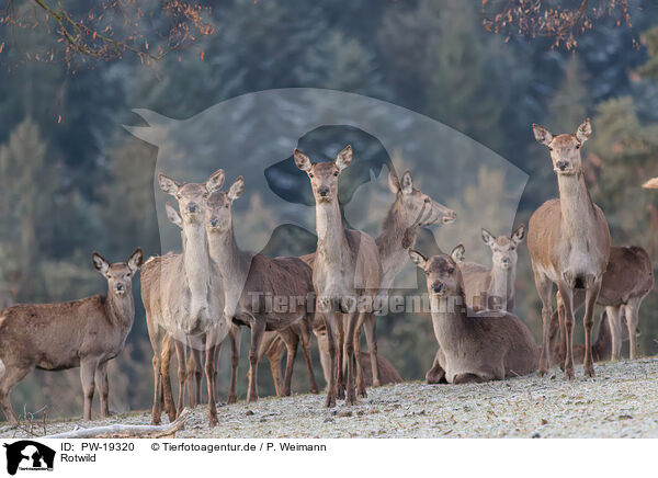 Rotwild / red deer / PW-19320