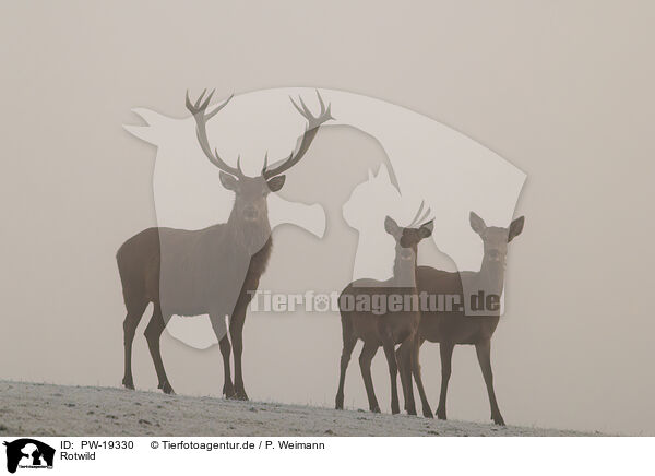Rotwild / red deer / PW-19330