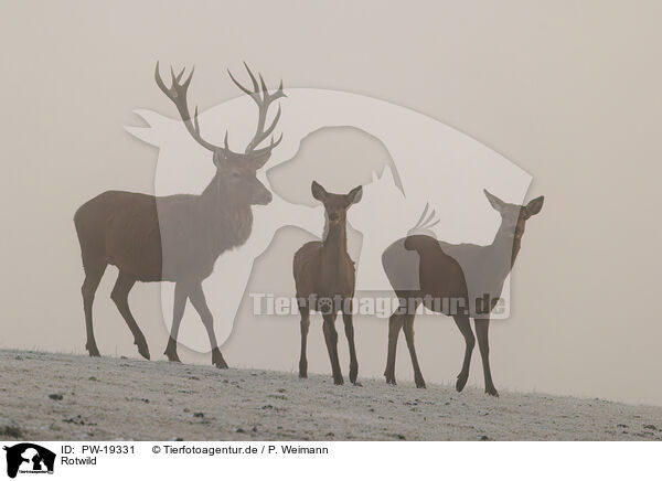 Rotwild / red deer / PW-19331