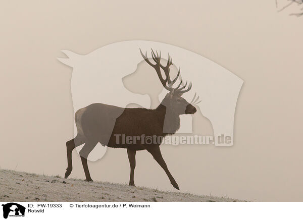 Rotwild / red deer / PW-19333