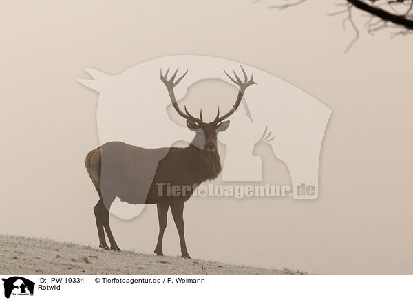 Rotwild / red deer / PW-19334