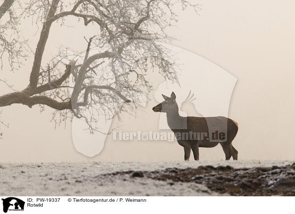 Rotwild / red deer / PW-19337