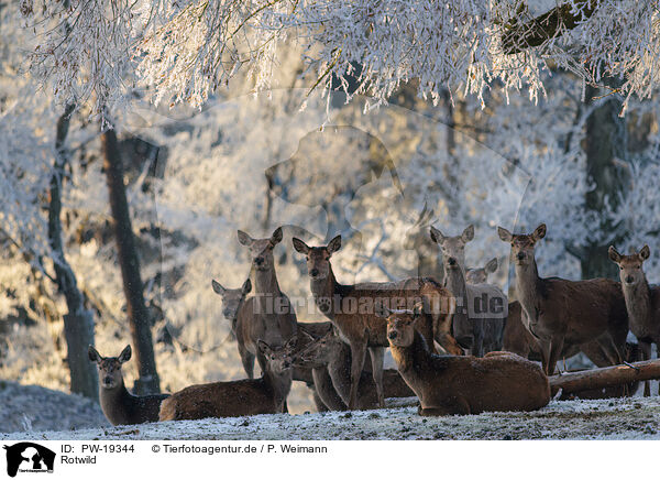 Rotwild / red deer / PW-19344