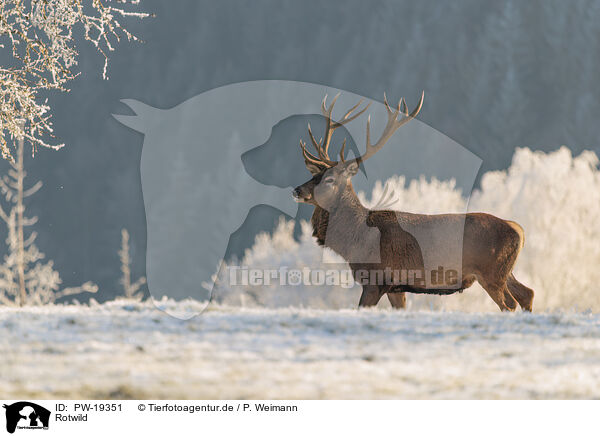 Rotwild / red deer / PW-19351