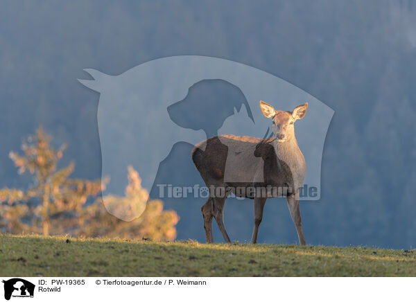 Rotwild / red deer / PW-19365
