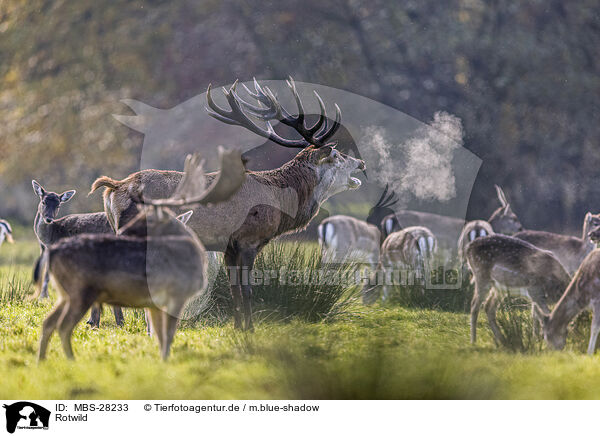 Rotwild / red deer / MBS-28233