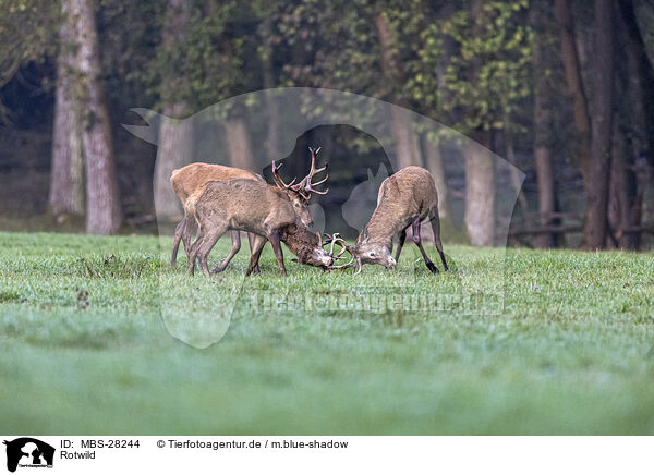 Rotwild / red deer / MBS-28244