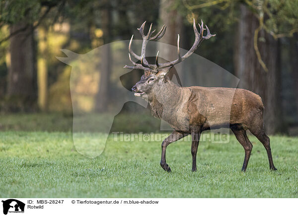 Rotwild / red deer / MBS-28247