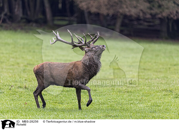 Rotwild / red deer / MBS-28256