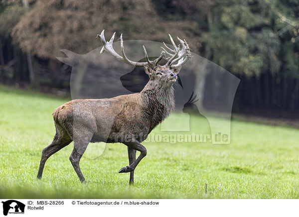 Rotwild / red deer / MBS-28266