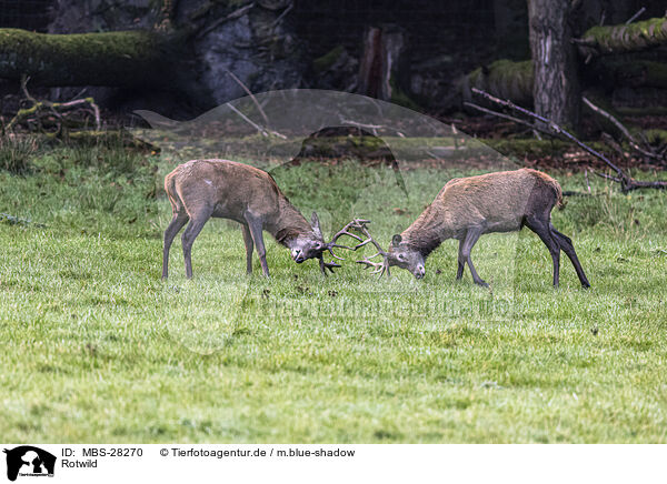Rotwild / red deer / MBS-28270