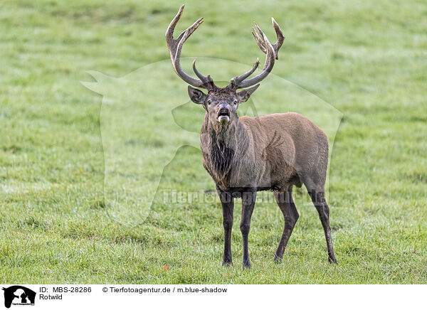Rotwild / red deer / MBS-28286