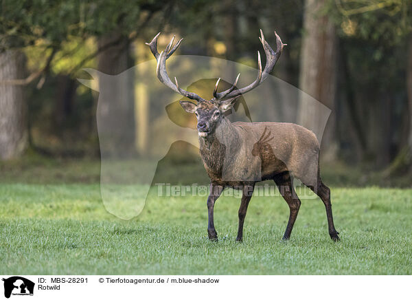 Rotwild / red deer / MBS-28291