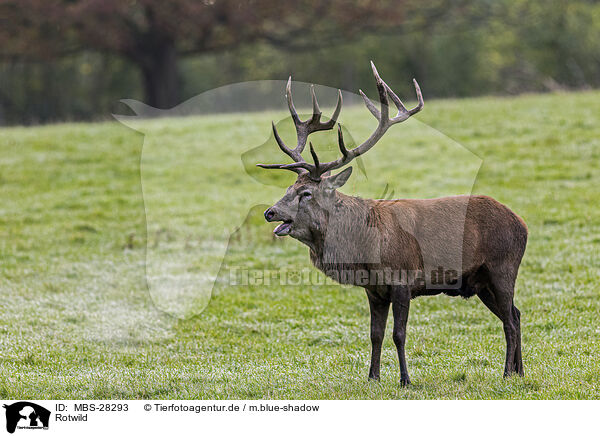 Rotwild / red deer / MBS-28293